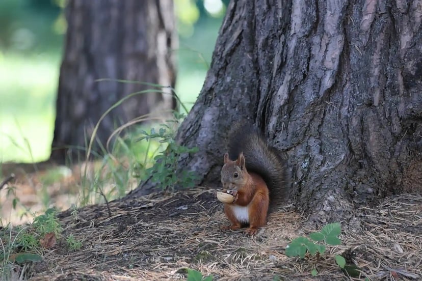 Здание и территория Клинического Института Мозга